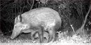 Sanglier et marcassins Vidéo&#128023;