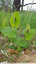 Aristoloche à feuilles rondes