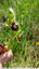Ophrys araignées