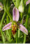 Un frère de l'Ophrys abeille classique !