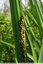 Du pollen de Carex en abondance