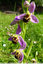 Un magnifique rond d'Ophrys abeilles