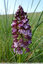 Orchis pourprés en majesté