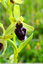 Ophrys araignée peu nombreux