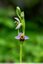 Ophrys dans le jardin