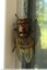 Imitation de frelon
