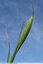 Ligule allongée