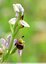 Ophrys &#128029; abeilles
