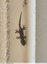 Lézard inhabituel