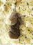 Papillon hirsute