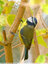 Mésange bien colorée