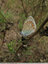 Petit papillon frigorifié