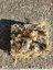nid de mésange charbonnière avec restes d'oiselets