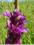 Orchis papillon en pleine floraison