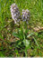 Orchis lacté précoce et "musclé"