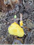 un blob dans le jardin ?
