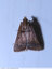 Papillon brun