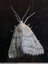 Papillon pâlichon