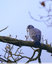 Les pigeons colombins sont toujours présents au bois du bousquet
