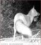 Le renard roux a soif &#129418; vidéo