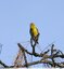 Serin cini