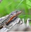 Lézard des murailles &#129422;mâle