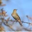 Pipit des arbres