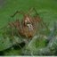 Araignée épineuse