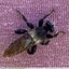Laphria Flava ?