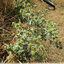 Floraison discrète