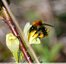 Bourdon des champs &#128029;