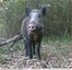 ⁣&#128023; Sanglier mâle solitaire