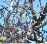 Pigeon colombin
