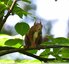 Écureuil roux&#128063;