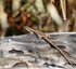 Lézards &#129422; des murailles