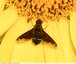 Hemipenthes velutina