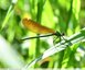 Calopteryx virgo ?
