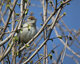 Fauvettes observé par Yves