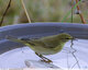 Pouillot fitis à l'abreuvoir