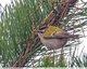 Roitelet dans le pin