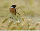 Des oiseaux dans les blés