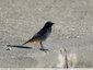 Insectivore en chasse