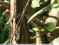 Demoiselle couleur émeraude