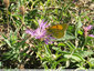 Papillon jaune orangé