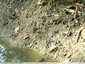 Grenouilles bien camouflées
