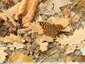 Papillon forestier