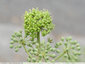 Floraison attendue