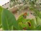 Petit papillon gris et orange