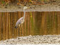 Amateur de poissons
