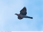 Les Pigeons n'ont pas peur du vent : Pigeon Ramier
